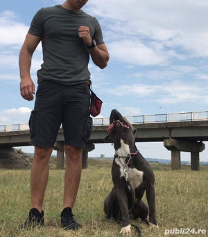 Dresaj canin in Mun. Vaslui   Câinii lui Ștefan - imagine 7