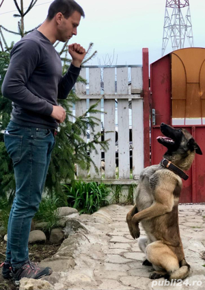 Dresaj canin in Mun. Vaslui   Câinii lui Ștefan - imagine 8
