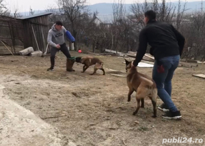 Pui din rasa Ciobanesc Belgian Malinois cu Pedigree tip A - imagine 4