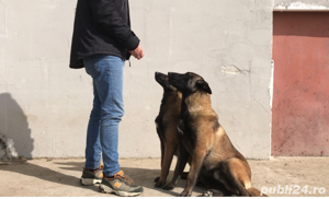 Pui din rasa Ciobanesc Belgian Malinois cu Pedigree tip A - imagine 3