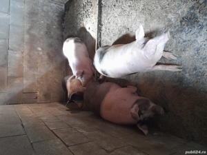 Vand porc 160-180 kg - imagine 2 Vand porc 160-180 kg - imagine 2