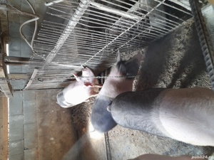 Vand porc 160-180 kg - imagine 3 Vand porc 160-180 kg - imagine 3