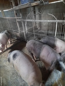 Vand porc 160-180 kg