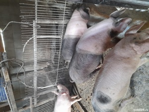 Vand porc 160-180 kg - imagine 4 Vand porc 160-180 kg - imagine 4