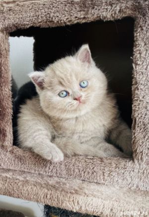 British shorthair  lilac rasă pură disponibili acum! Ofertă!