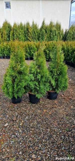 Tuia smaragd  - imagine 3