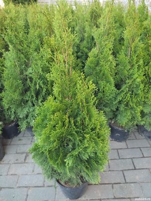 Tuia smaragd  - imagine 2