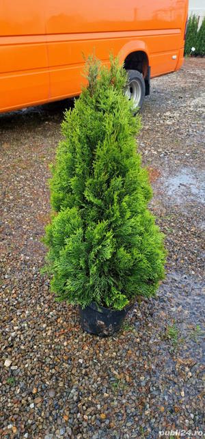 Tuia  smaragd  aclimatizati