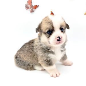 Catelusi Corgi minunati - imagine 2