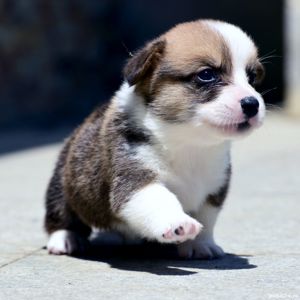 Catelusi Corgi minunati - imagine 6