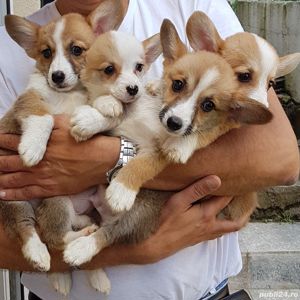 Catelusi Corgi minunati - imagine 3