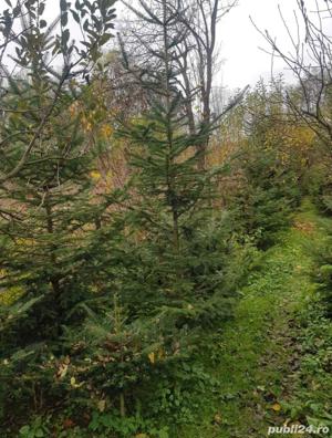 Brazi pentru nunti si diferite evenimente ! - imagine 3