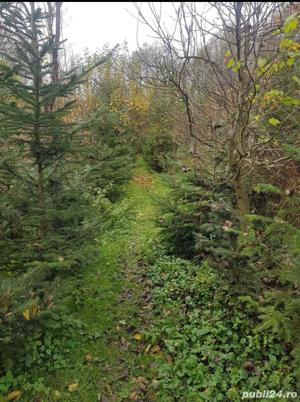 Brazi pentru nunti si diferite evenimente ! - imagine 4