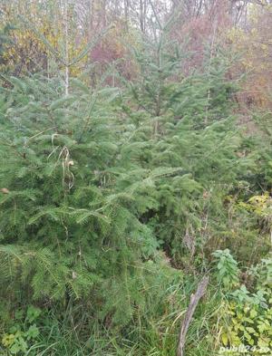 Brazi pentru nunti si diferite evenimente ! - imagine 2