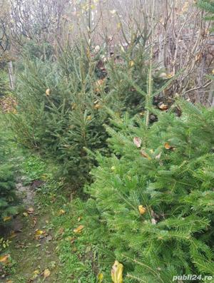 Brazi pentru nunti si diferite evenimente ! - imagine 5