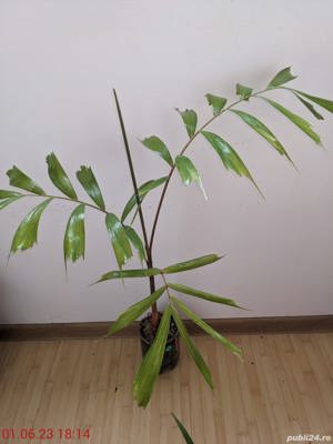 Palmier Wodyetia bifurcata - imagine 2
