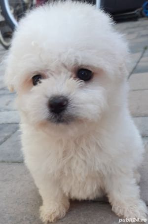 Vând pui de bichon bolognese bolognez - imagine 2