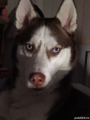 Mascul Husky superb cauta iubita - imagine 4 Mascul Husky superb cauta iubita - imagine 4