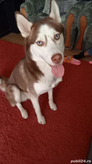 Mascul Husky superb cauta iubita - imagine 2 Mascul Husky superb cauta iubita - imagine 2