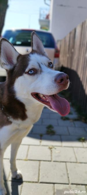 Mascul Husky superb cauta iubita - imagine 3 Mascul Husky superb cauta iubita - imagine 3