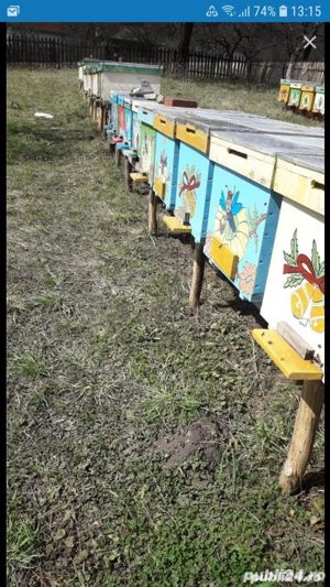 Miere de floarea soarelui  - imagine 2