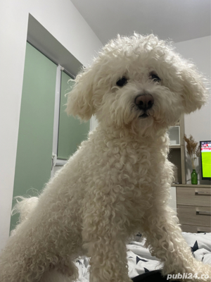 Bichon Maltez disponibil pt - imagine 4