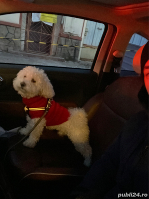 Bichon Maltez disponibil pt - imagine 3