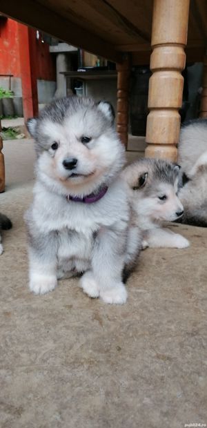 Malamut de alaska pedigree tip A FCI  - imagine 8