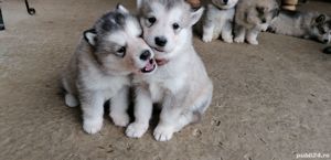 Malamut de alaska pedigree tip A FCI  - imagine 7