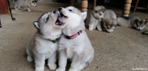 Malamut de alaska pedigree tip A FCI  - imagine 6