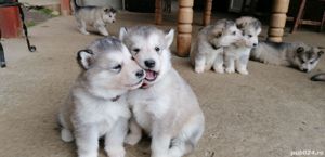 Malamut de alaska pedigree tip A FCI  - imagine 9