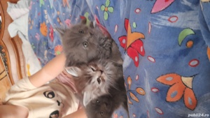 pui pisica persan - imagine 2 pui pisica persan - imagine 2