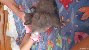 pui pisica persan - imagine 3 pui pisica persan - imagine 3