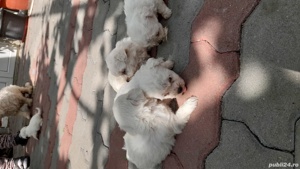 bisoni mici frisee - imagine 3