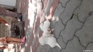 bisoni mici frisee - imagine 4