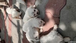 bisoni mici frisee - imagine 2