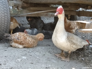 Rățoi leșești rațe Giurgiu - imagine 3