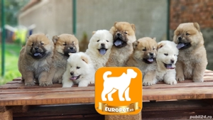 Chow Chow super frumosi- cu acte-microcipati- Factura-Livrare la Bucuresti - imagine 2