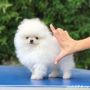 Pomeranian Alb talie Toy, genetică pură, 2 luni
