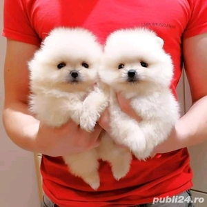 Pomeranian de vânzare - genetică deosebita