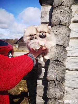 Pomeranian - albi și maro - firmă autorizată  - imagine 4