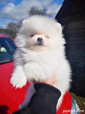Pomeranian - albi și maro - firmă autorizată  - imagine 3