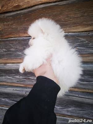 Pomeranian - albi și maro - firmă autorizată