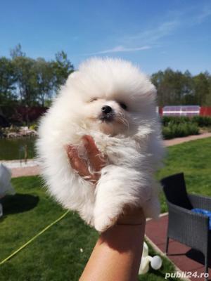 Pui rasa Pomeranian - talie Mini Toy, 2 luni  - imagine 3