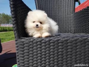 Pui rasa Pomeranian - talie Mini Toy, 2 luni