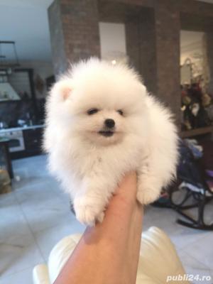 Pui rasa Pomeranian - talie Mini Toy, 2 luni  - imagine 2