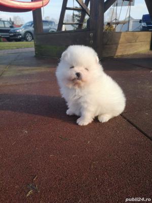 Pui rasa Pomeranian - talie Mini Toy, 2 luni  - imagine 5