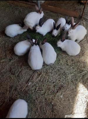 Iepuri de rasa Californian  - imagine 6