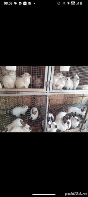 Iepuri de rasa Californian  - imagine 7