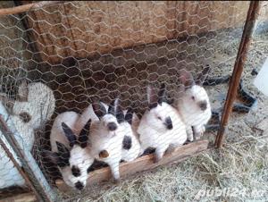 Iepuri de rasa Californian  - imagine 5